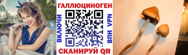 как найти   Унеча  Галлюциногенные грибы Magic Shrooms 