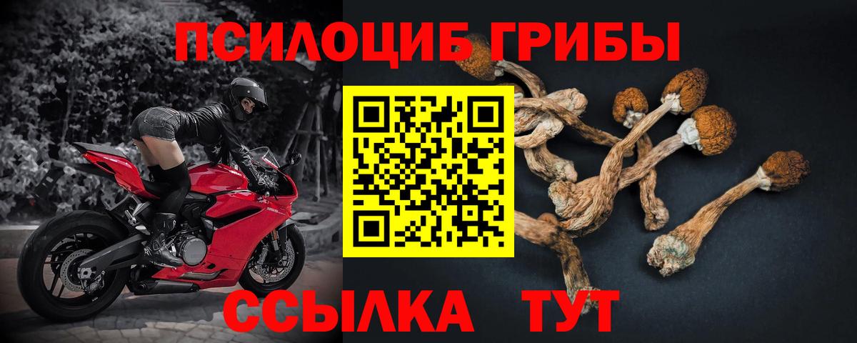 Псилоцибиновые грибы мицелий Унеча